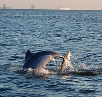 1.5-hour Dolphin Sightseeing Cruise from Tampa - Accommodation Texas