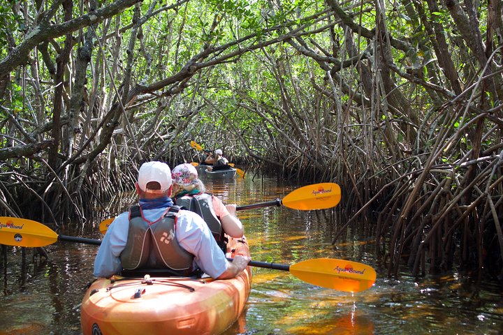 Manatees And Mangrove Tunnels Small Group Kayak Tour - thumb 4