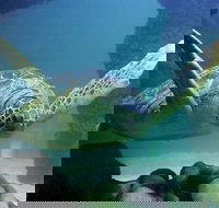 SEA LIFE Aquarium Minnesota Admission Ticket at Mall of America - Accommodation Texas