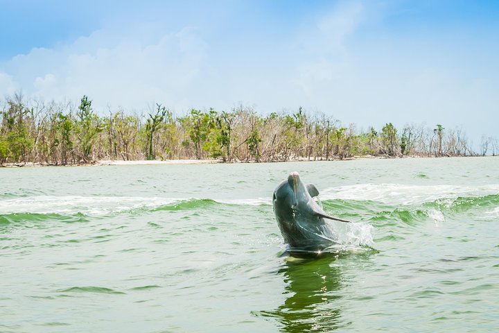 Marco Island Dolphin-Watching Tour - thumb 1