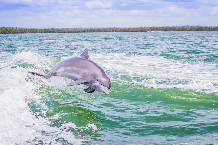 Marco Island Dolphin-Watching Tour - thumb 2