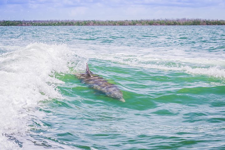 Marco Island Dolphin-Watching Tour - thumb 4