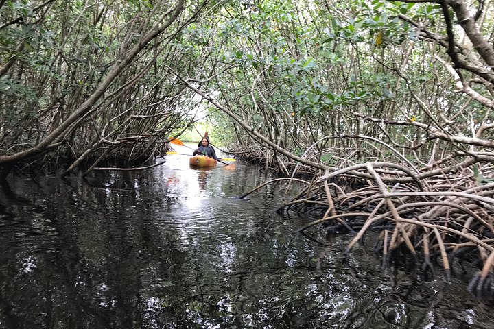 Manatees And Mangrove Tunnels Small Group Kayak Tour - thumb 3