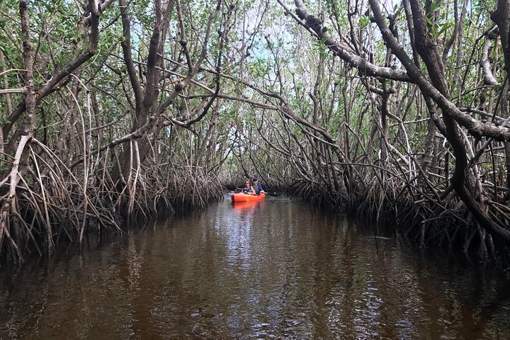 Manatees And Mangrove Tunnels Small Group Kayak Tour - thumb 5